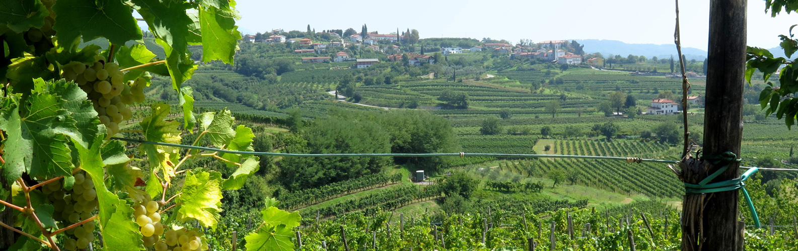 Brda wijnregio in Slovenië; bron Mijn Slovenie