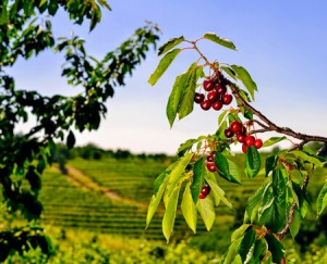 wandelen door kersbomen en wijngaarden in Brda