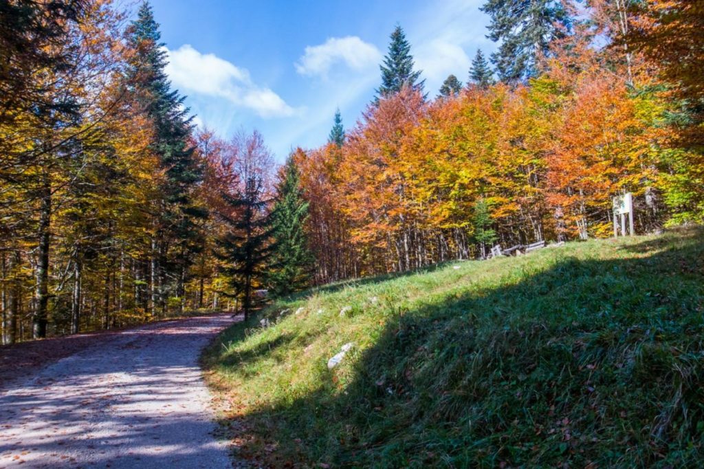 herfstkleuren, bos, bron M. Koghee, MijnSlovenie