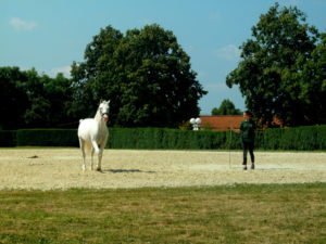 Lippizaner paard, J. van Zoest, mijn slovenië