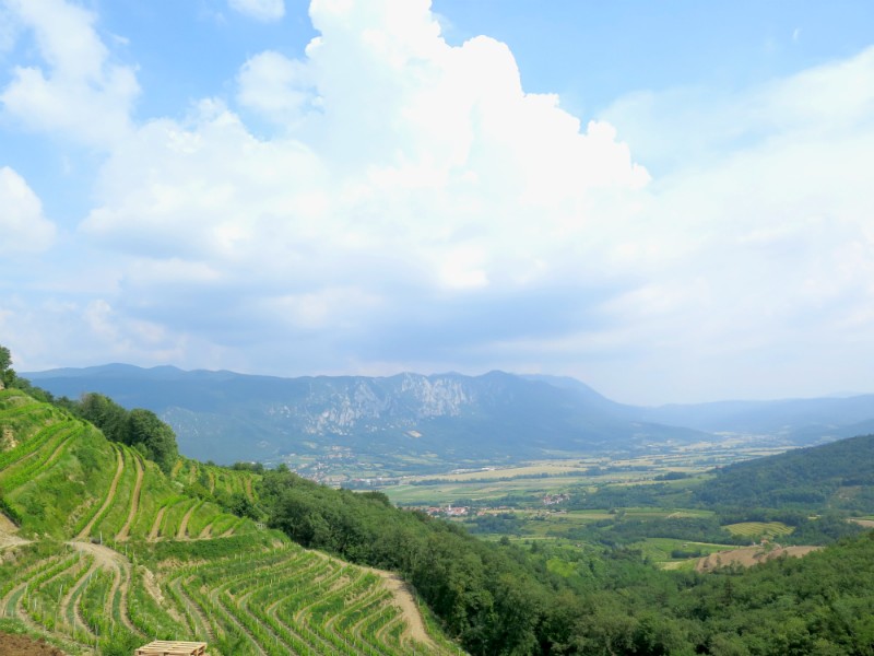 wijngaarden in Vipava vallei