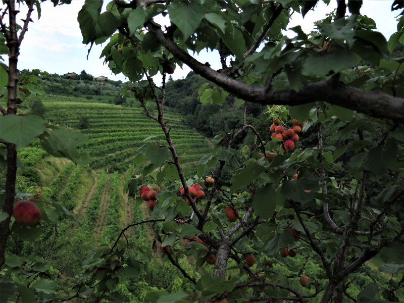 wijngaarden Slovenie