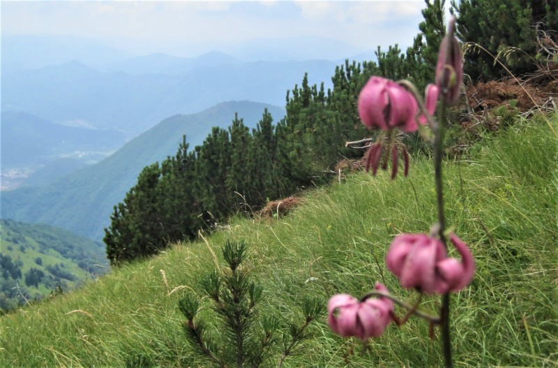 Natuurschatten Soca Vallei Julische Alpen