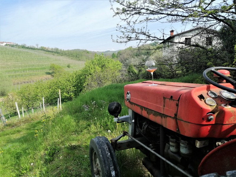 Wandelvakantie Slovenie Brda Wijngaarden (6) wijn