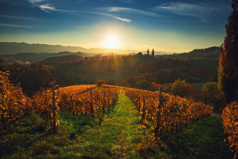 wijngaarden bij Maribor herfst