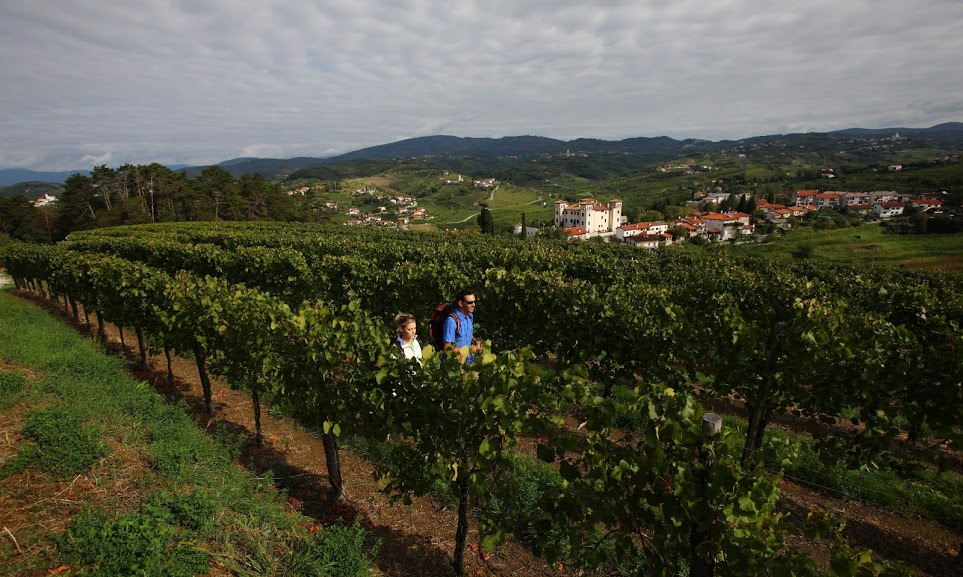Wandelen educatief Brda wijngaarden vakantie Slovenië wandelvakantie