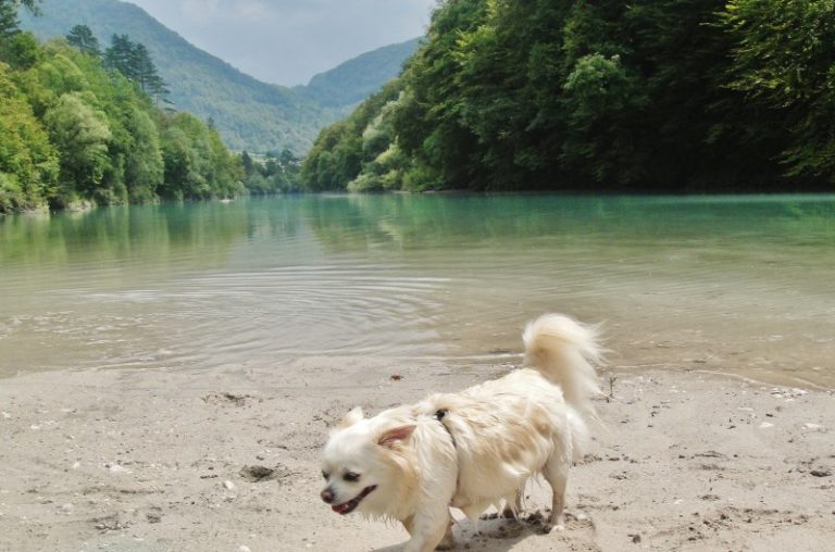 vakantie met hond Slovenie