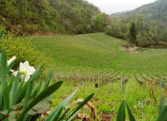 repnice wijnkelders in Bizeljsko