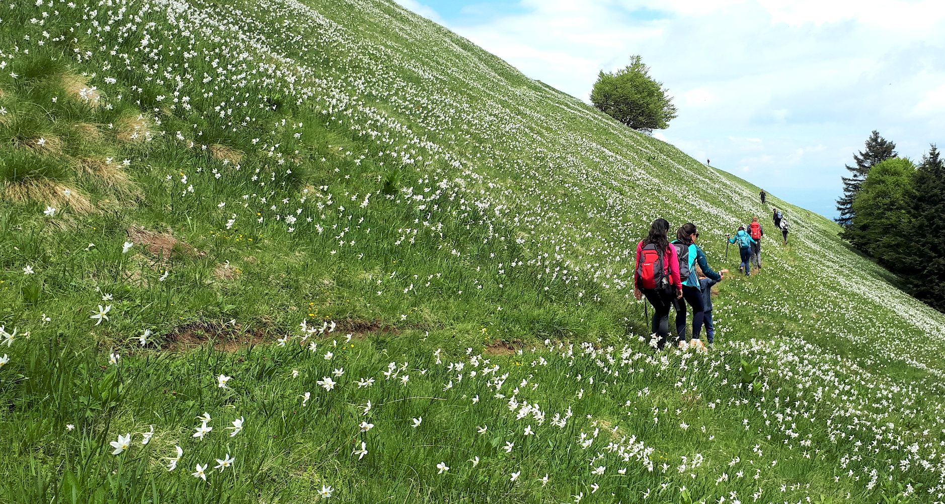 Wandelaars lopen over de bergweide van de berg Golica in Slovenië die vol staat me bloeiende narcissen.
