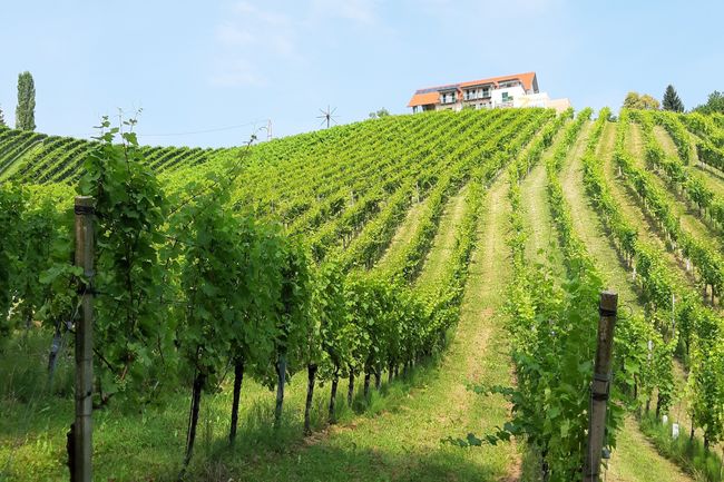 mooiste wijngaarden Slovenie