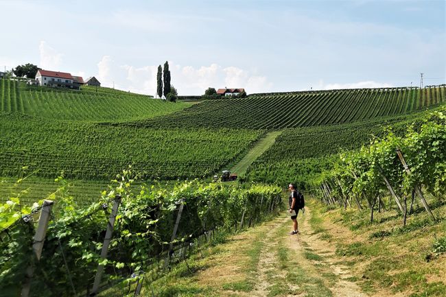 wandelen in wijngaarden Slovenie