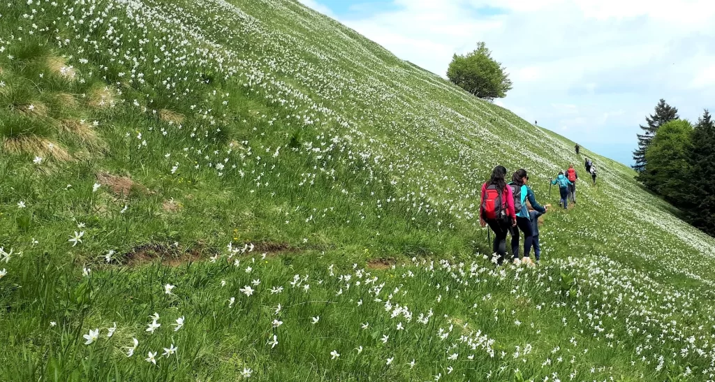 Hikers wandelen over de met narcissen begroeide berg Golica in Slovenië.
