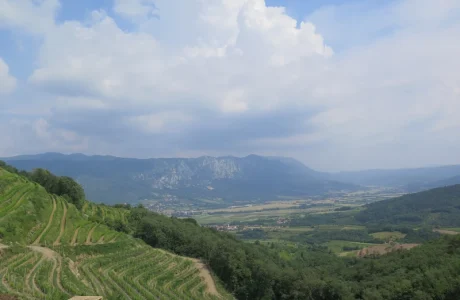 Vipava Vallei wijngaarde 