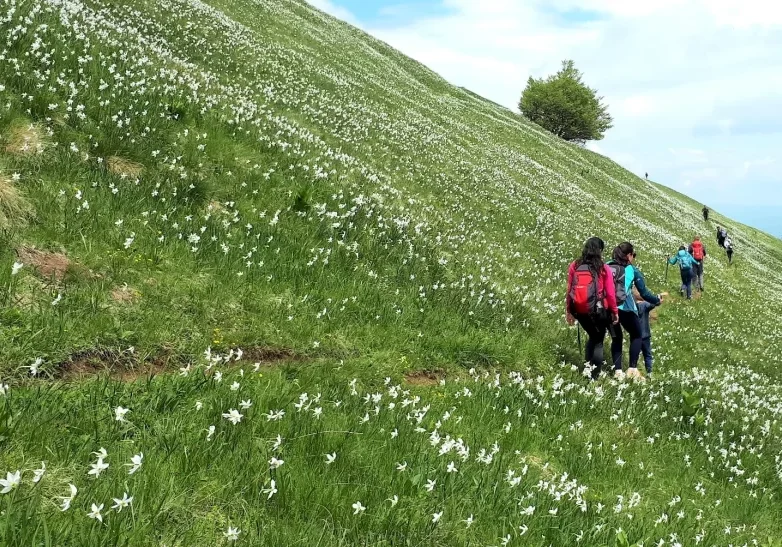 Hikers wandelen over de met narcissen begroeide berg Golica in Slovenië.