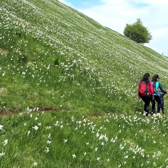 Hikers wandelen over de met narcissen begroeide berg Golica in Slovenië.