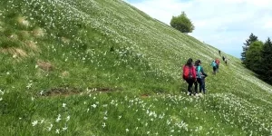 Hikers wandelen over de met narcissen begroeide berg Golica in Slovenië.